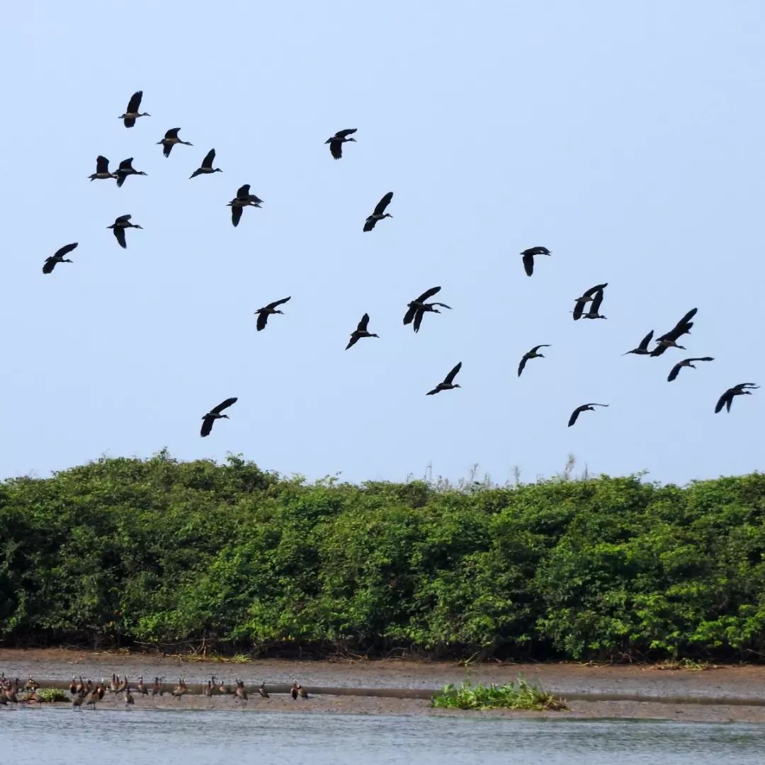 eco-benin-protection-preservation-mangroves-afrique2