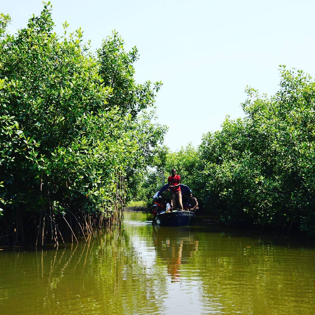 eco-benin-protection-preservation-mangroves-afrique3