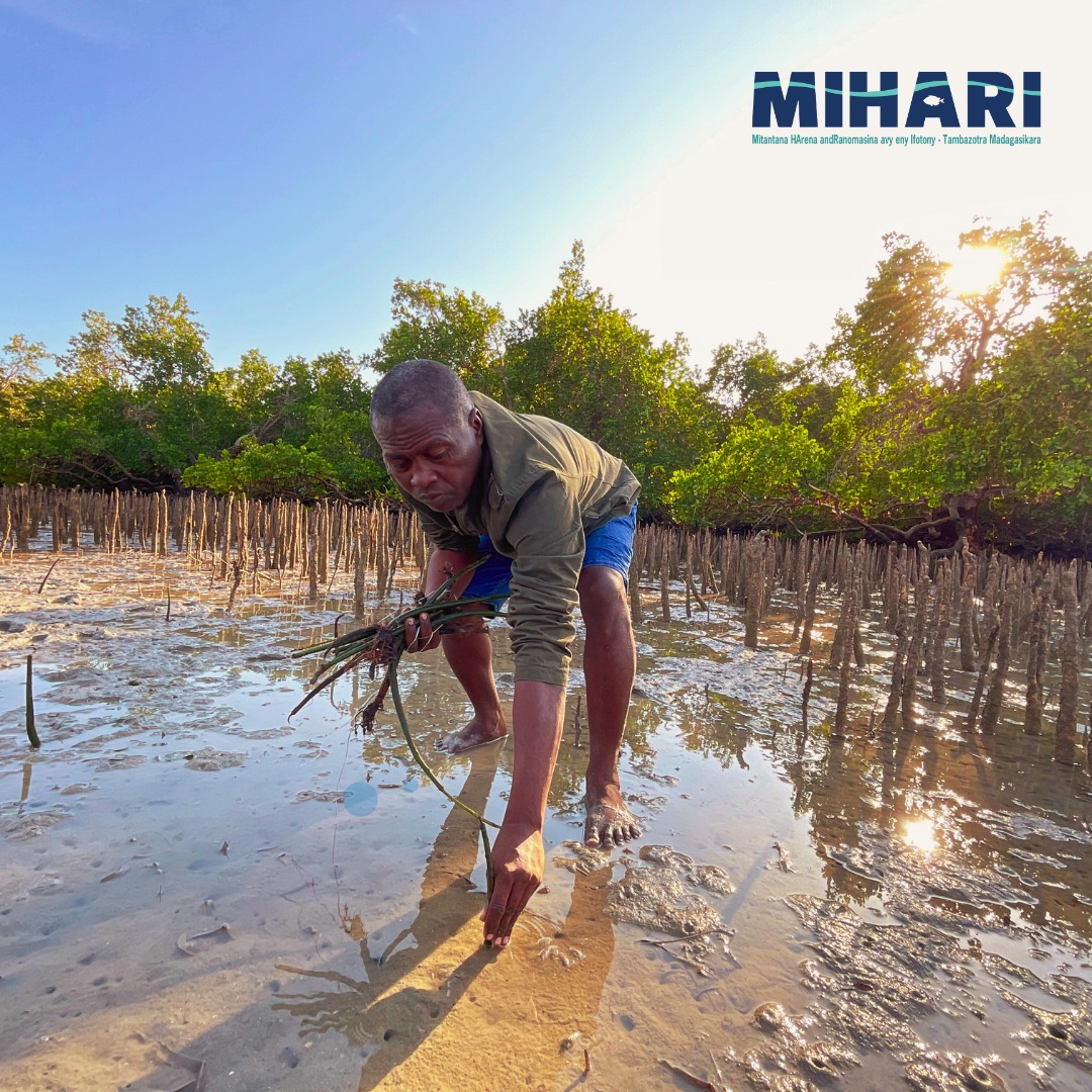 mihari-mangroves-network-protection-preservation-mangroves-afrique3