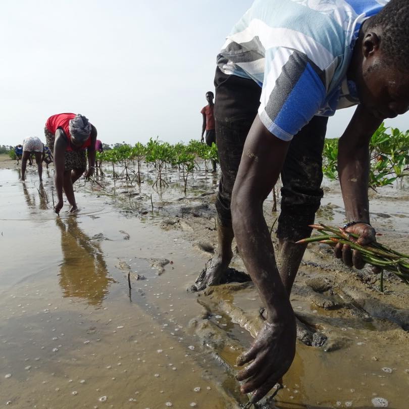 nebeday-mangroves-network-protection-preservation-mangroves-afrique11