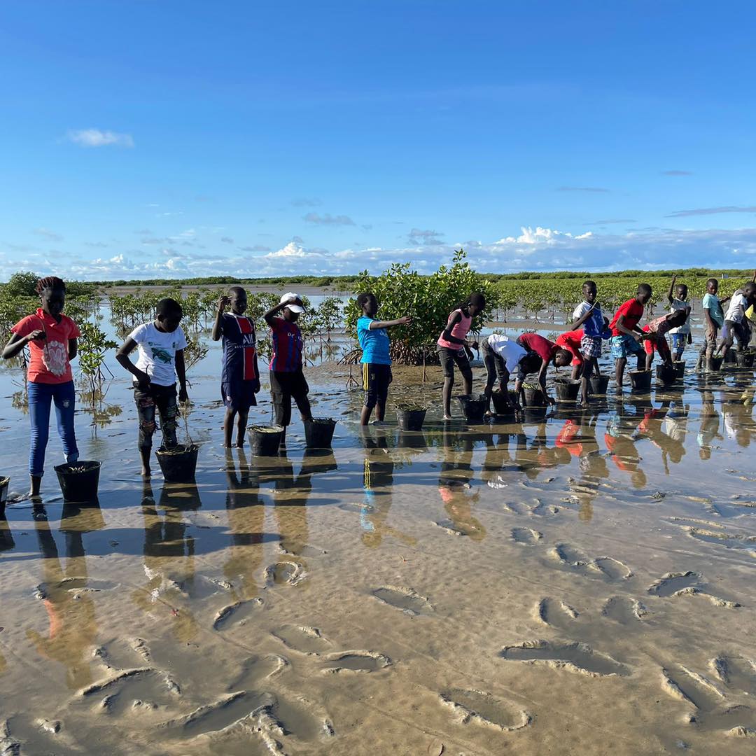 nebeday-mangroves-network-protection-preservation-mangroves-afrique12