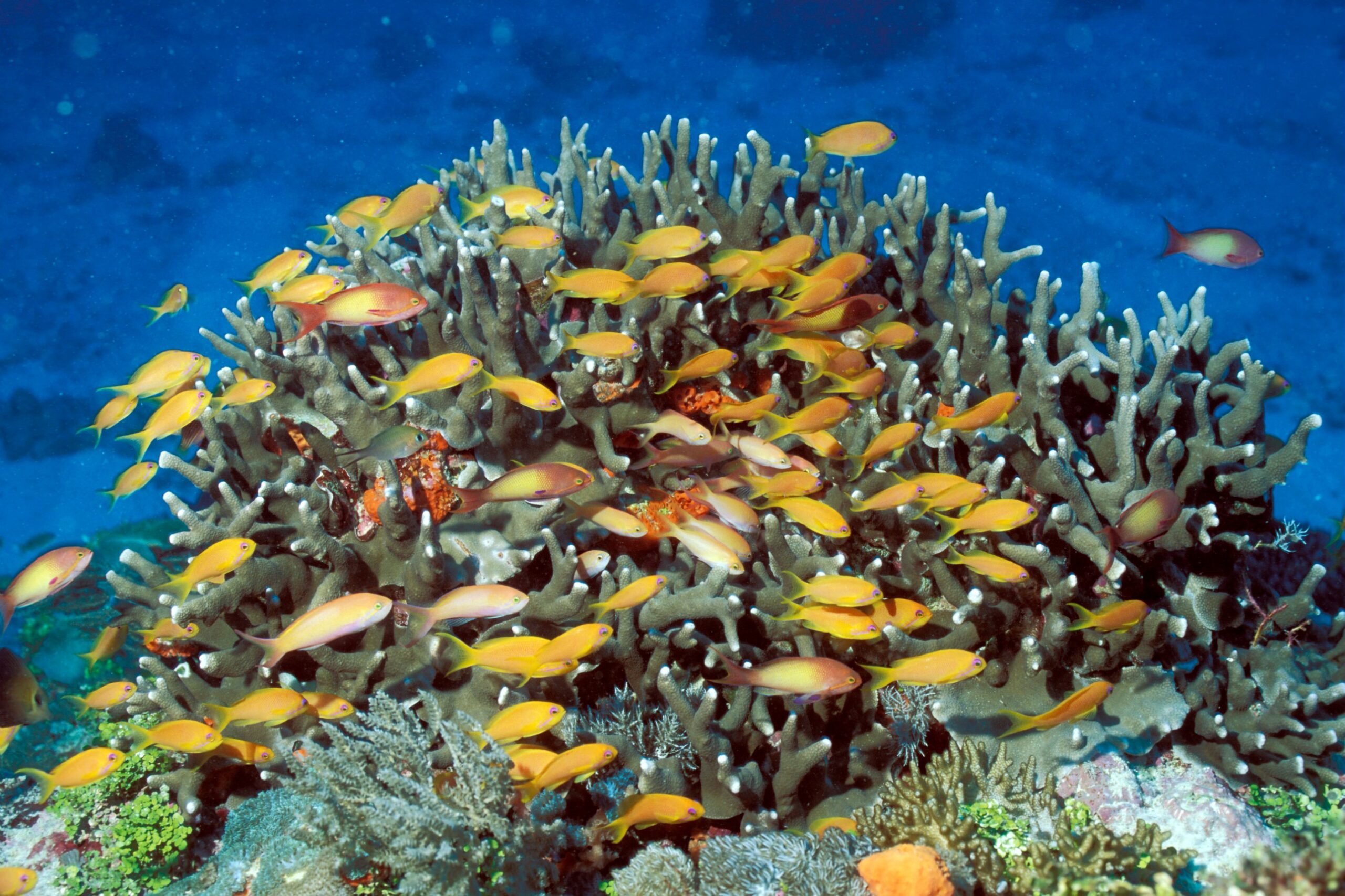 les-aires-marines-protegees-peuvent-elles-renforcer-la-resilience-des-especes-et-des-ecosystemes-de-l&rsquo;afrique-de-l&rsquo;est-et-de-l&rsquo;ocean-indien-face-aux-defis-climatiques-?-|-site-web-ird