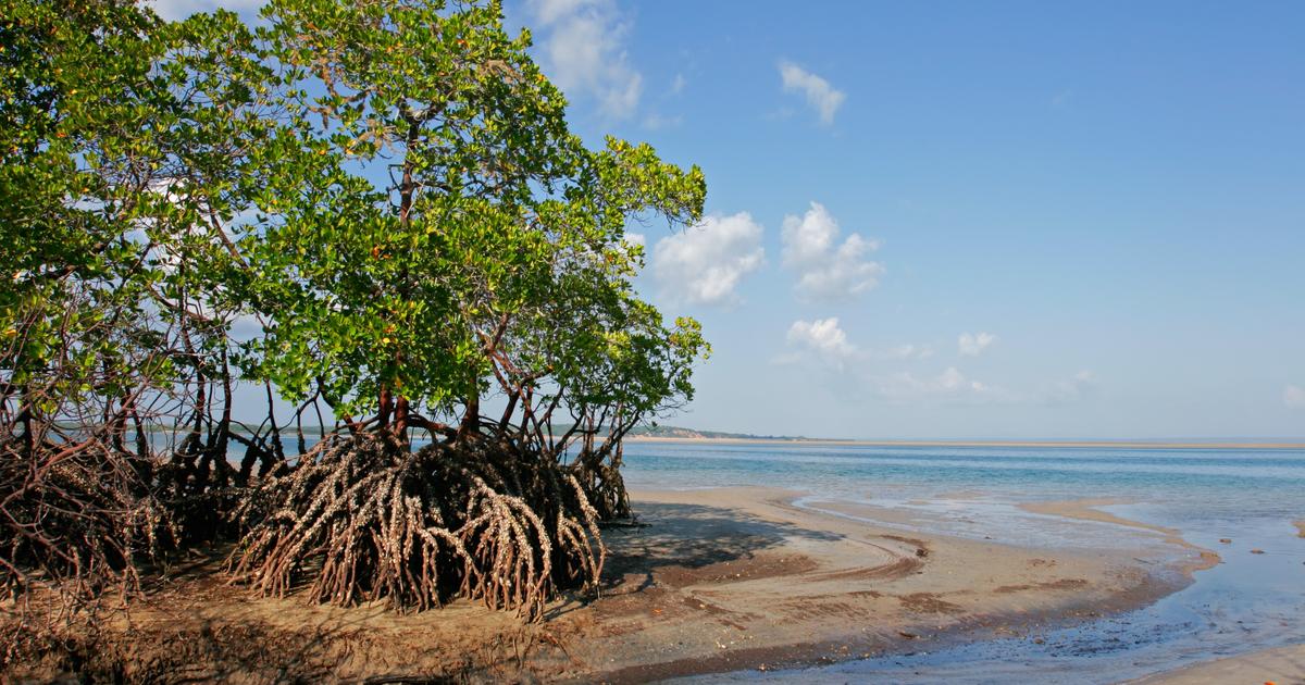 60-annees-seront-necessaires-:-la-restauration-de-la-plus-vaste-mangrove-d’afrique-va-demarrer