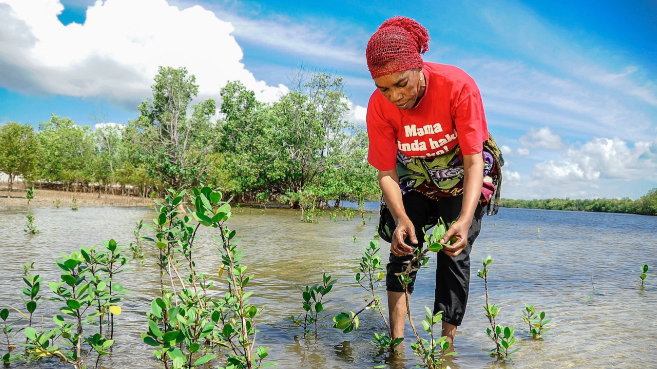 les-marches-du-carbone-bleu-:-l’afrique-doit-trouver-le-juste-equilibre-|-iss-africa