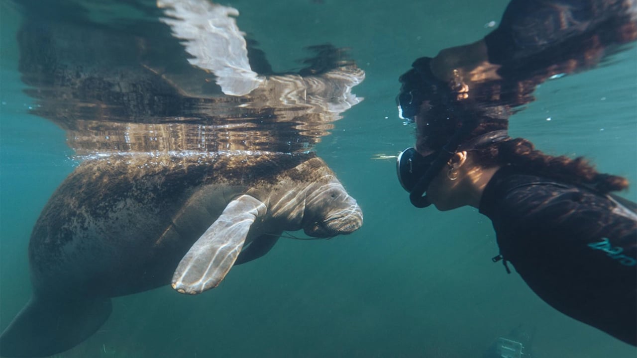 dans-«blue-carbon»,-la-pedagogie-au-secours-des-mangroves-menacees