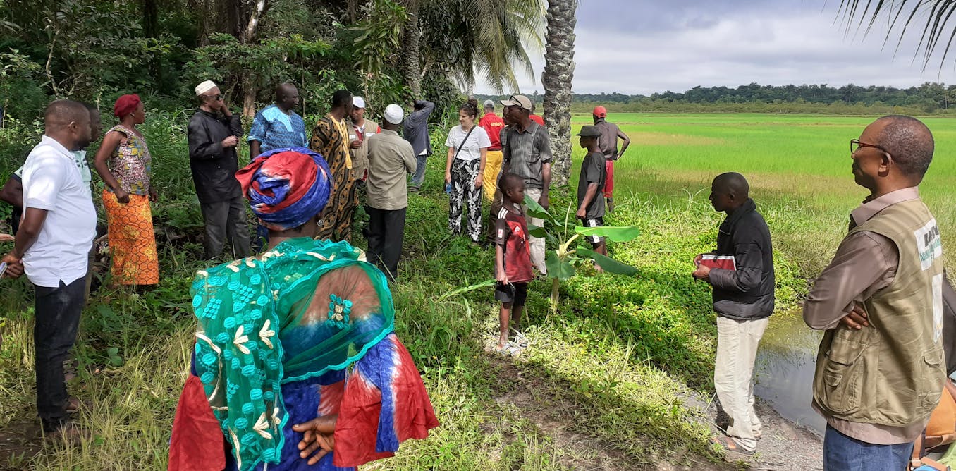 en-guinee,-les-vertus-du-«riz-de-boue»-qui-pousse-dans-les-mangroves