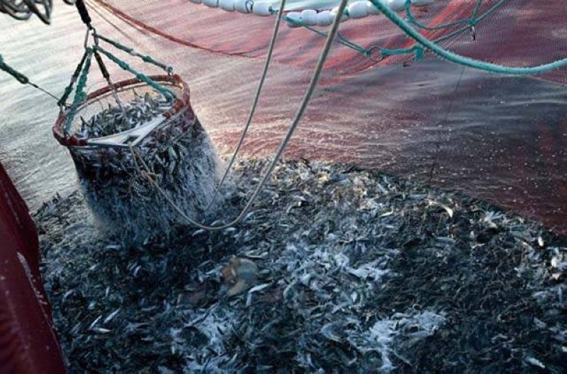 afrique-de-l’ouest.-les-degats-de-la-peche-illegale
