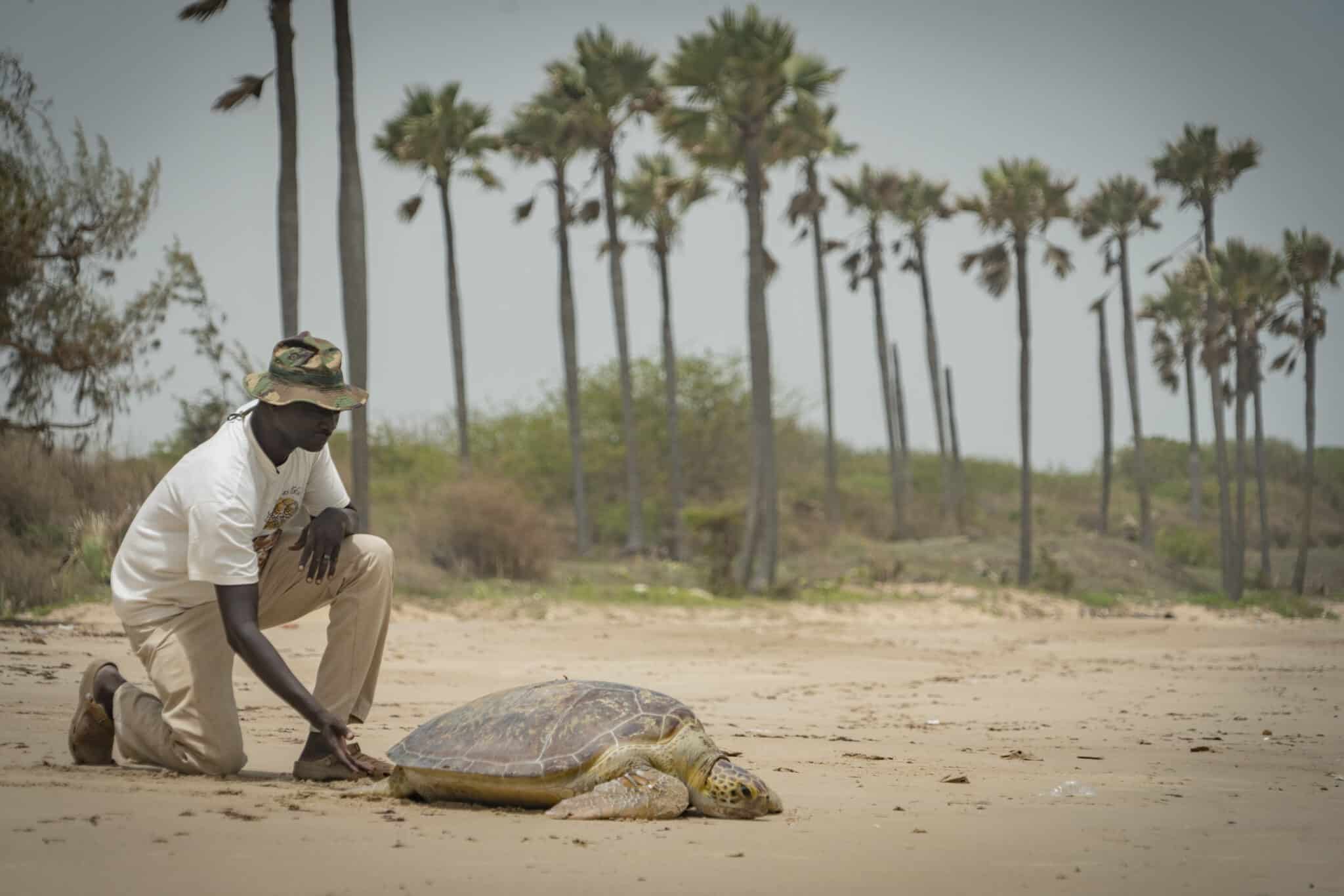 un-centre-pour-secourir-les-tortues-en-detresse-sur-les-cotes-du-senegal