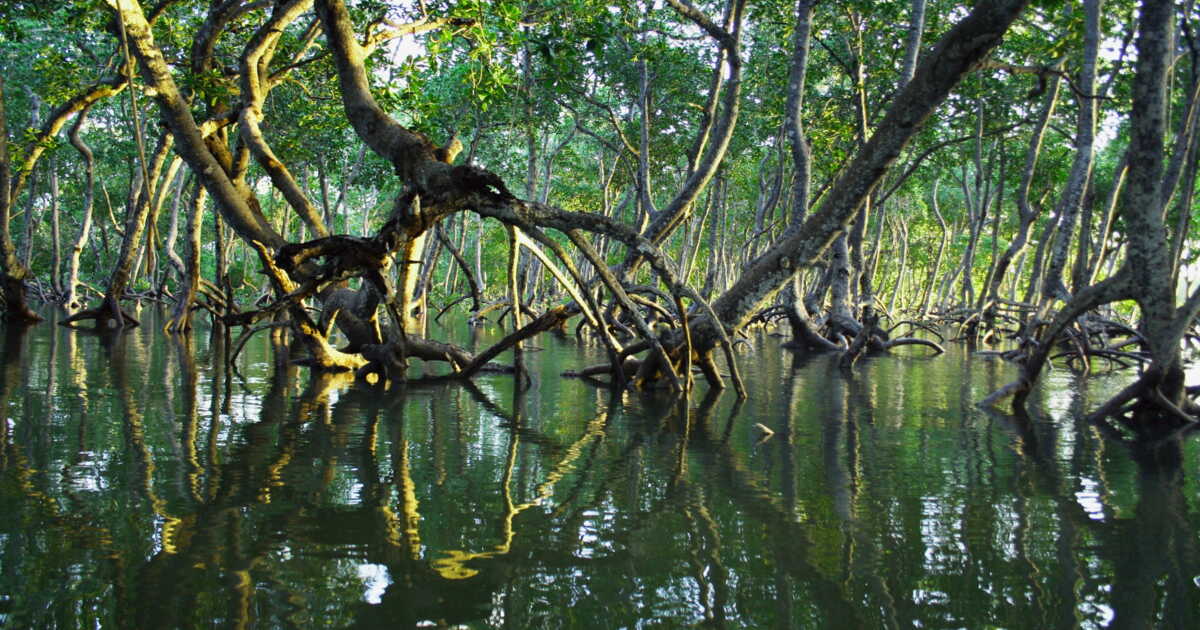 feu-vert-du-mozambique-au-plus-vaste-projet-de-restauration-de-la-mangrove-en-afrique