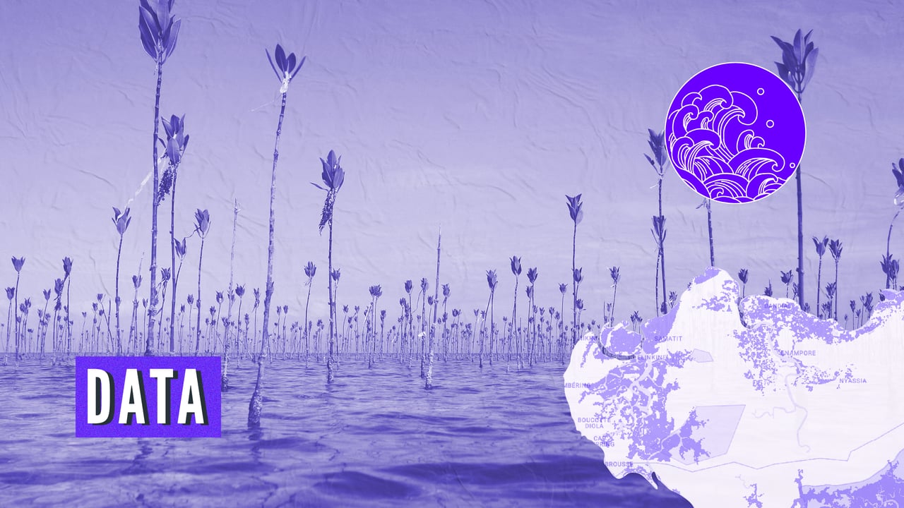 face-a-l’erosion-cotiere,-le-senegal-engage-dans-la-bataille-de-la-mangrove