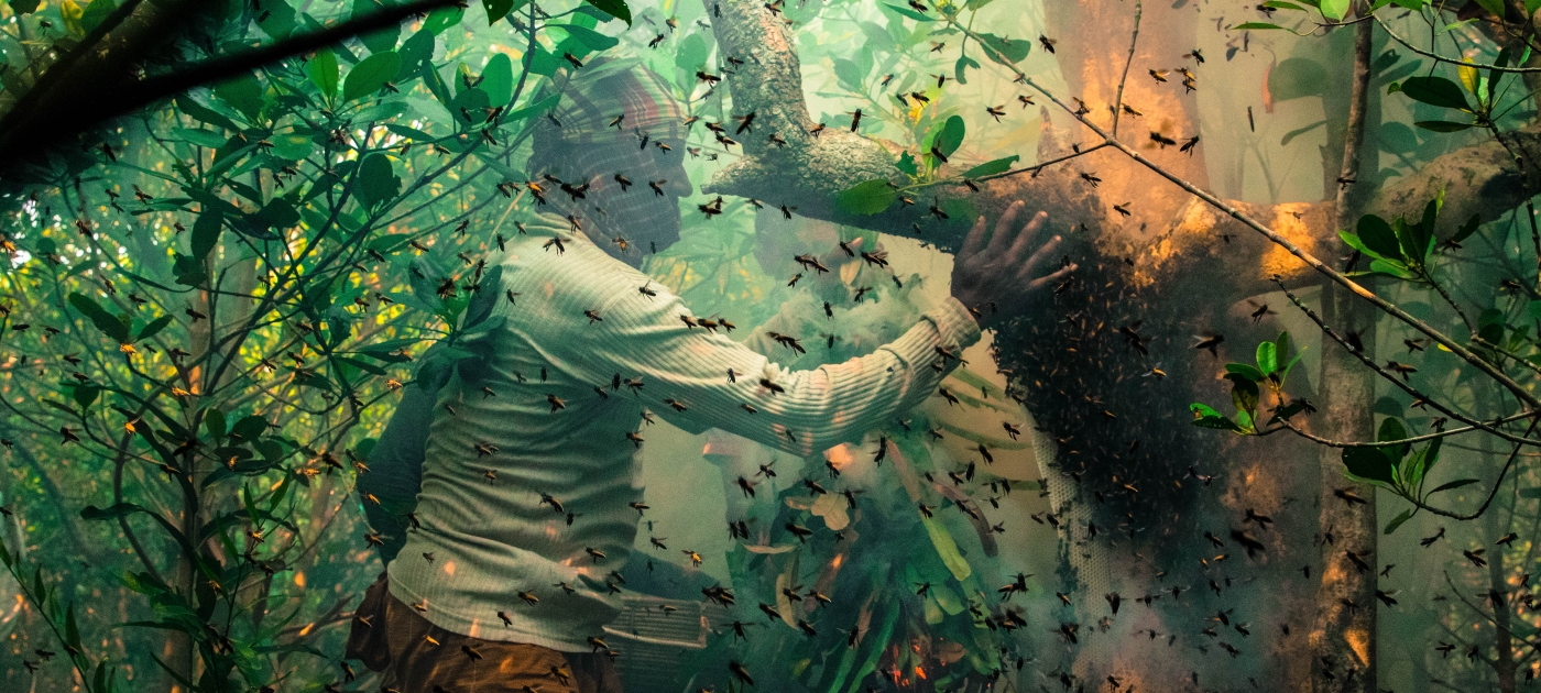 se-pencher-sur-la-beaute-et-les-bienfaits-des-mangroves