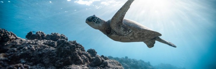 exploitation-des-tortues-marines-en-afrique-de-l’ouest-|-enact-africa