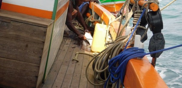 madagascar-:-peche-illegale,-16-tonnes-de-requin-saisies-a-bord-d