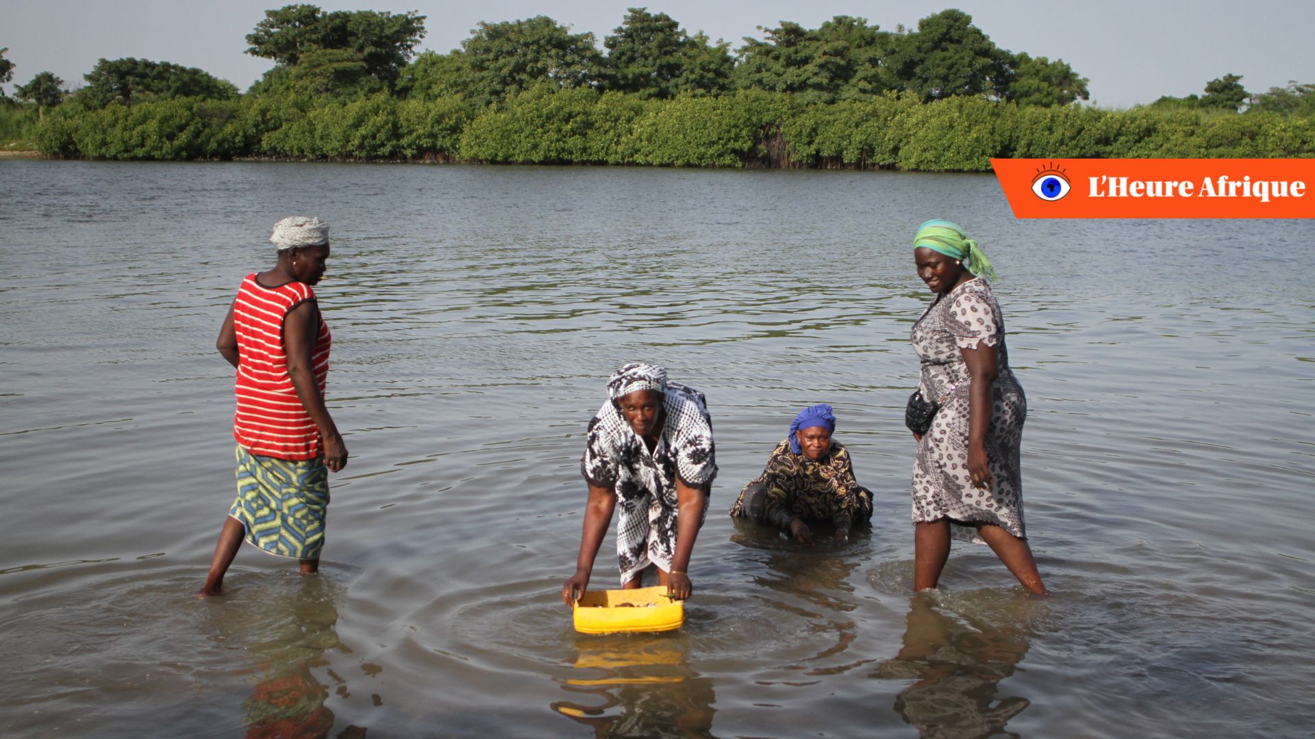 senegal-:-les-femmes-preservent-la-mangrove-dans-le-delta-du-saloum