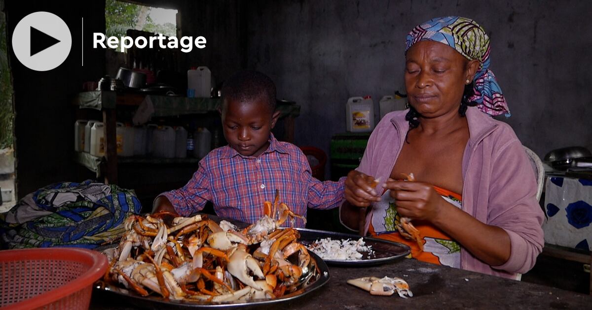 gabon:-la-mangrove,-un-refuge-de-crustaces-en-danger-au-nord-de-libreville