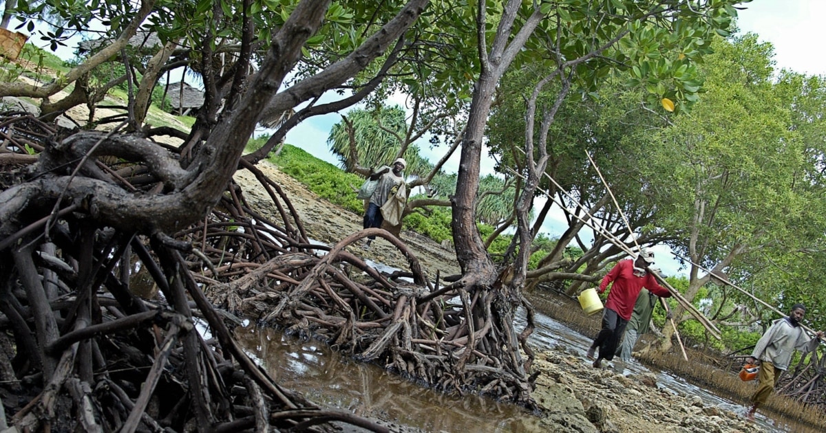 les-kenyans-a-la-rescousse-de-la-mangrove