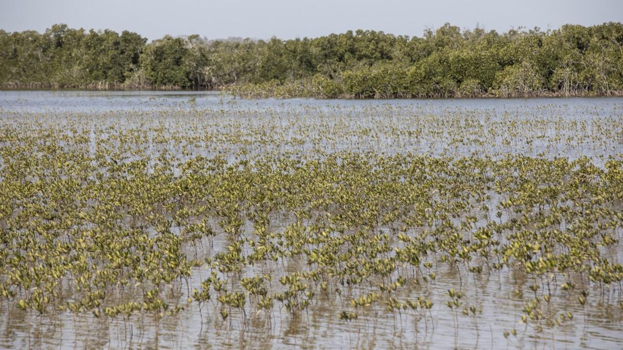 reportage-afrique-–-senegal:-une-association-restaure-la-mangrove-de-casamance