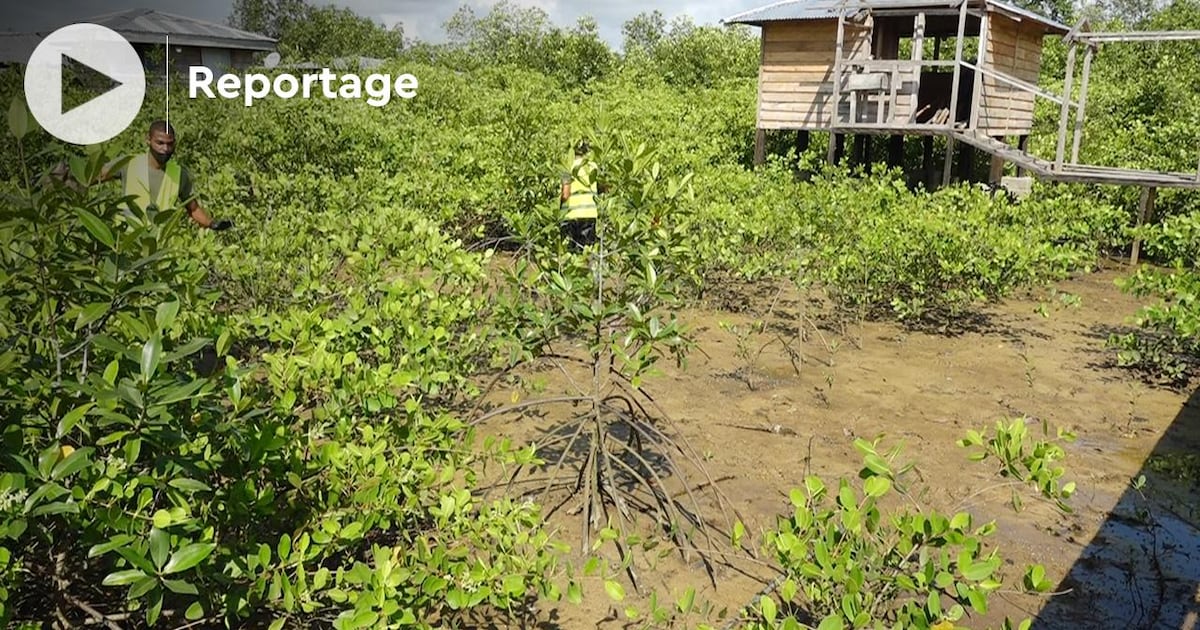 video.-gabon:-une-ong-restaure-la-mangrove-en-replantant-les-paletuviers