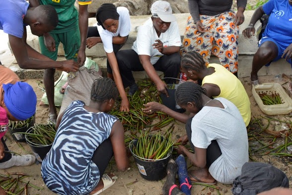 un-projet-regional-pour-le-renforcement-des-ecosystemes-de-mangroves