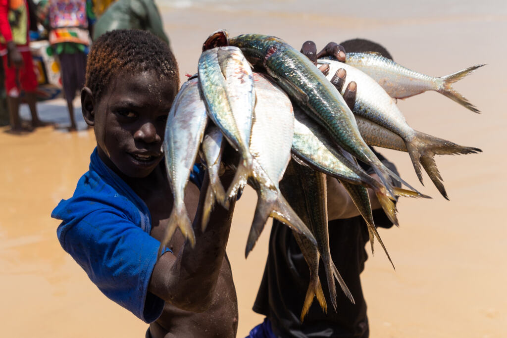 en-afrique-de-l’ouest,-le-drame-du-poisson-vole