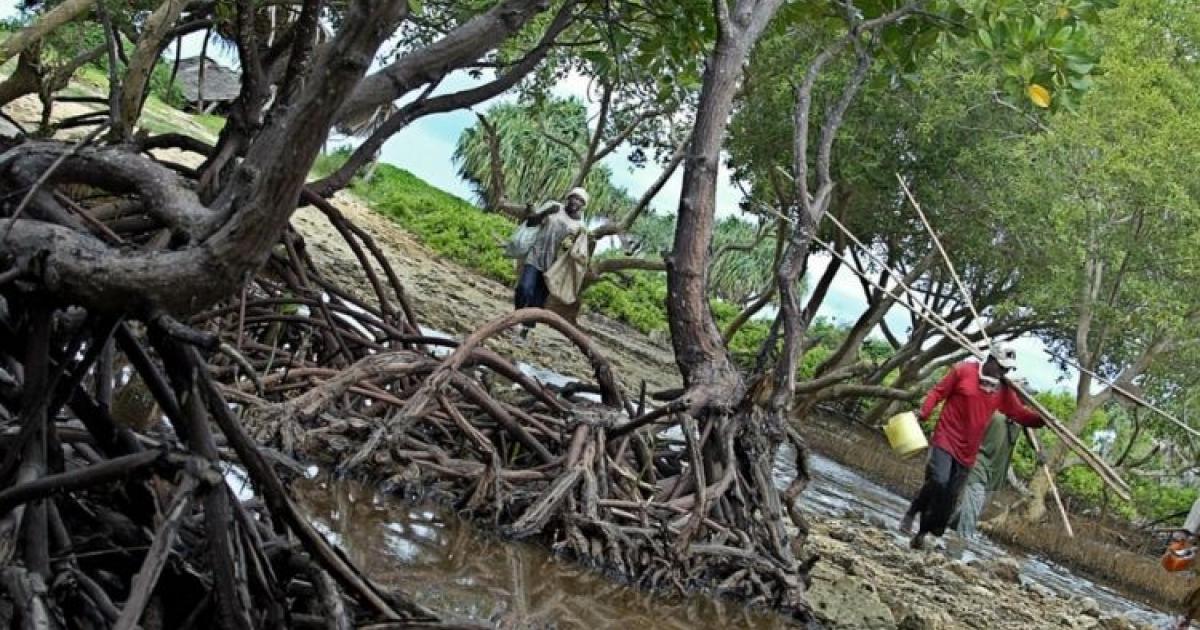 degradation-de-la-mangrove-du-togo-|-tpsf-–-travaux-publics-sans-frontieres