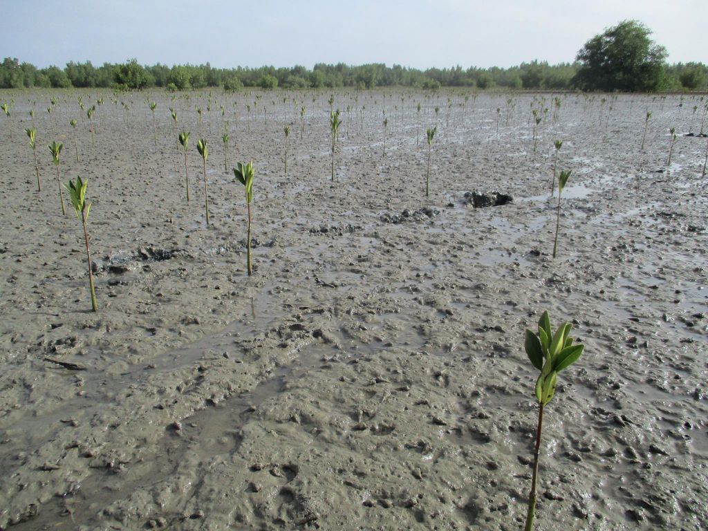 le-senegal-mene-la-plus-grande-campagne-mondiale-de-reforestation-de-mangrove