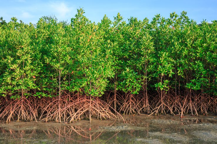 les-mangroves,-des-milieux-tres-riches-et-menaces-—-la-libre-afrique