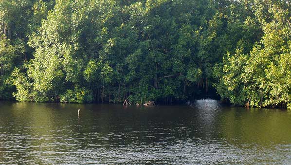 la-destruction-de-la-mangrove,-danger-ecologique-pour-les-cotes-du-benin