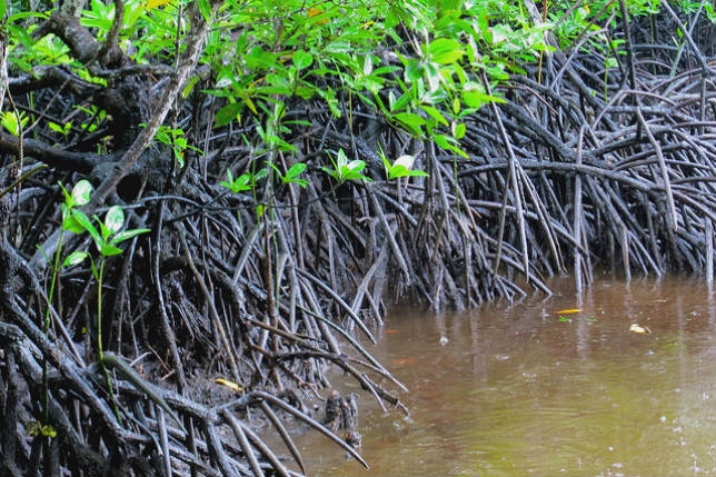 les-mangroves-pourraient-proteger-les-batiments-contre-les-seismes