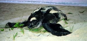 rdc-:-un-appel-a-la-protection-de-tortues-marines-du-parc-des-mangroves